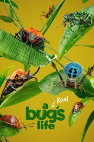 مسلسل A Real Bug’s Life مترجم عربي